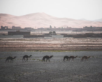 Camels walking on land against sky