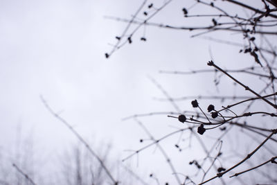 Low angle view of flowering plant against sky