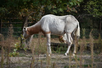 Horse standing in a farm