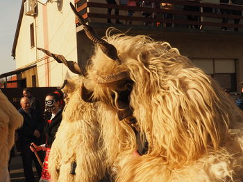 Close-up of horse against sky