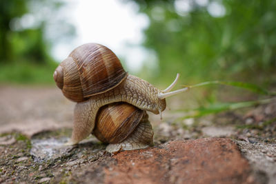 Close-up of snail