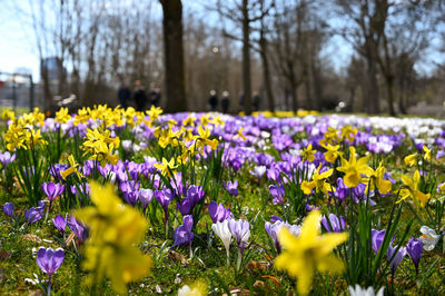 Purple crocus flowers in park