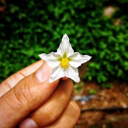 Close-up of hand holding flower