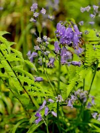 Close-up of purple flowering plants