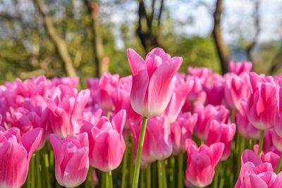 Close-up of pink tulip flowering plants in park