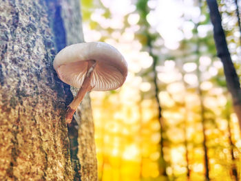 Close-up of mushroom growing on tree trunk