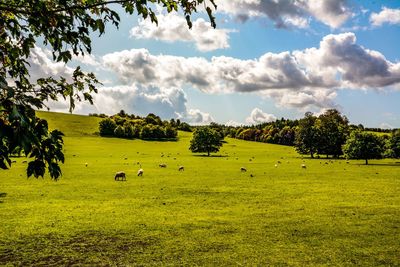 Scenic view of grassy field against sky