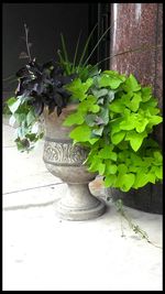 Plants growing on a tree