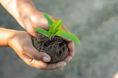 Close-up of hand holding small plant