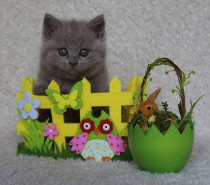 Portrait of kitten on flower