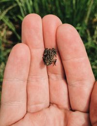 Close-up of hand holding small toad