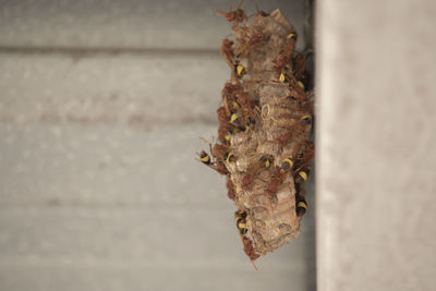 Close-up of insect on wall