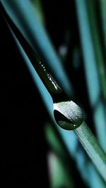 Close-up of raindrops on leaf