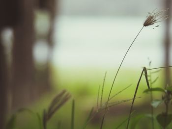 Close-up of grass growing on field