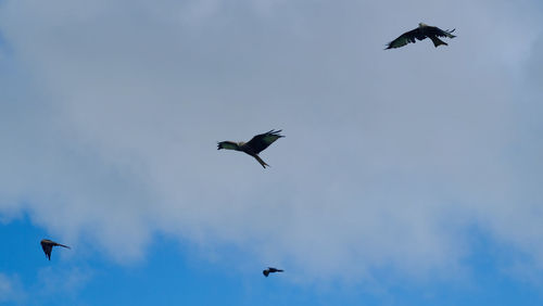 Low angle view of birds flying in sky