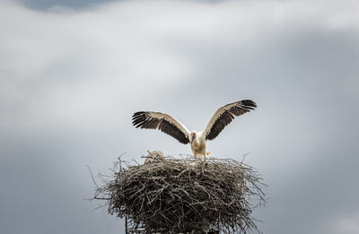 Low angle view of stork over nest