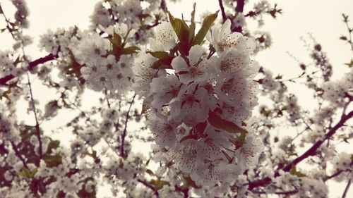 Low angle view of pink flowers blooming on tree