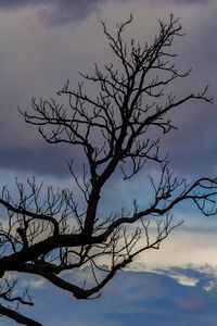 Low angle view of silhouette bare tree against sky