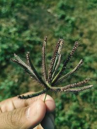 Close-up of hand holding plant