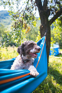 Dog sitting on tree trunk