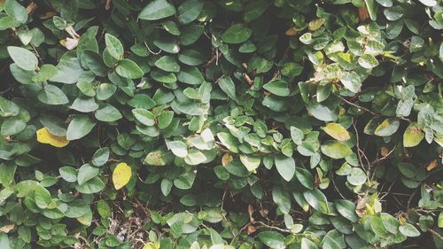 Full frame shot of plants