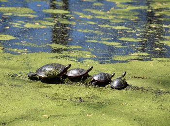 High angle view of turtle in lake