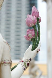 Close-up of pink flowering plant