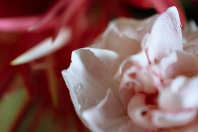 Close-up of rose blooming outdoors