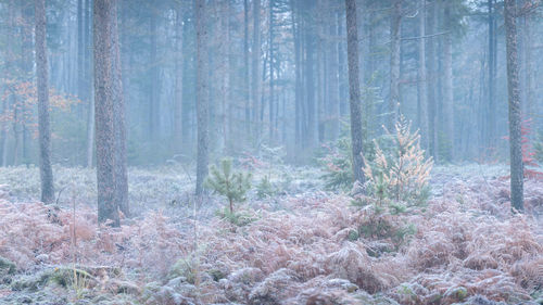 Pine trees in forest