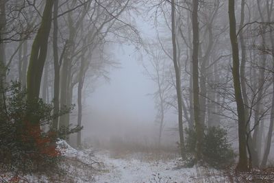 Trees in forest during winter