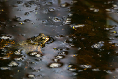 Close-up of frog in water