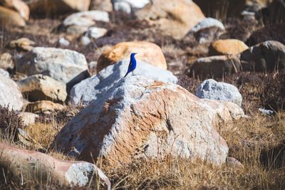 Bird perching on rock