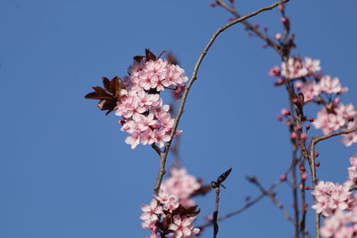 Close up of blooming tree with pink flowers in spring