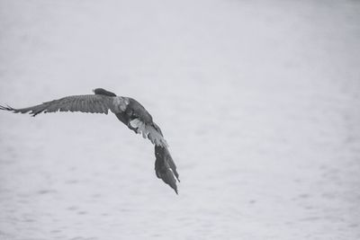 Low angle view of gray heron flying against sky