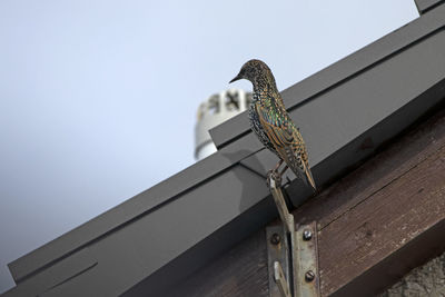 Low angle view of bird on wooden wall against clear sky