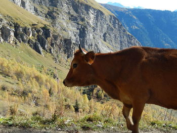 Cow on field against mountain