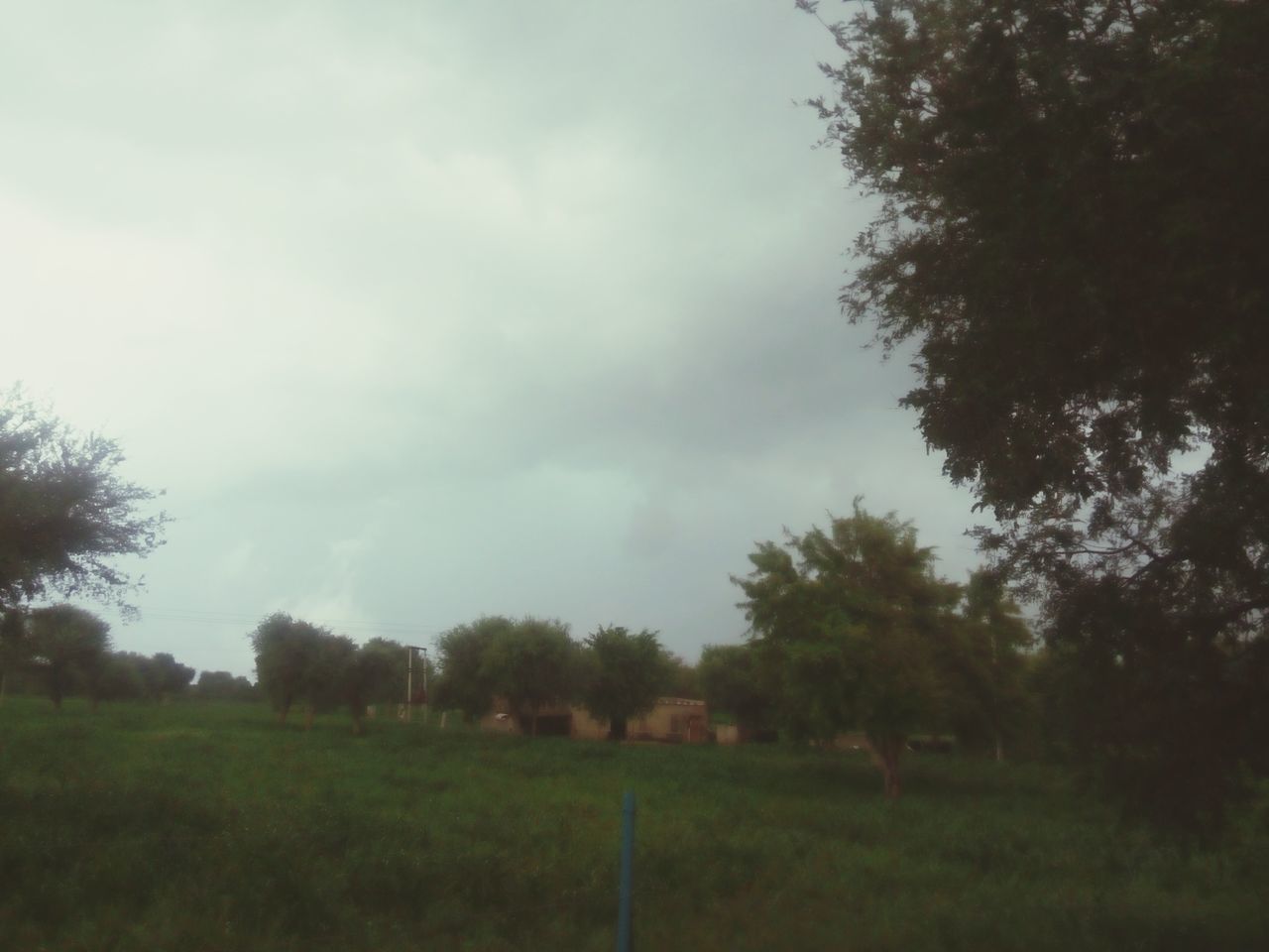 tree, grass, tranquility, tranquil scene, sky, field, growth, landscape, scenics, beauty in nature, nature, grassy, green color, cloud - sky, non-urban scene, day, cloudy, outdoors, idyllic, branch