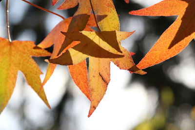 Close-up of autumn leaves