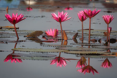 View of flowers in lake