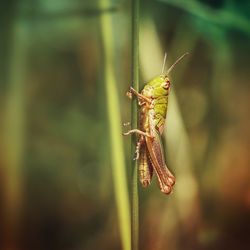 Close-up of insect on leaf