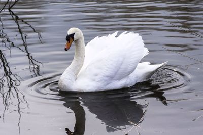 Mute swan swimming in lake