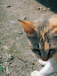 Close-up of cat