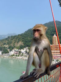 Monkey sitting on rock against clear sky