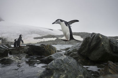 Chinstrap penguin jumping at elephant island, antarctica.