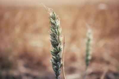 Close-up of stalks in field