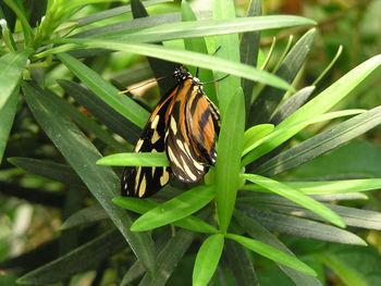 Close-up of butterfly perching on plant