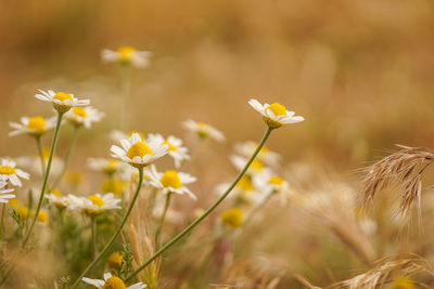 Close-up of yellow flowering plants on field