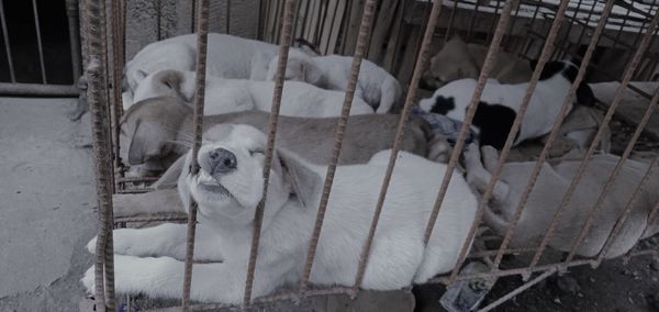 High angle view of pig in cage