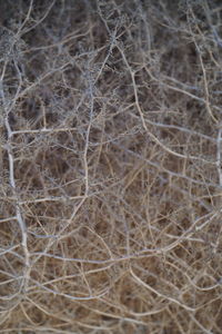 Full frame shot of dry plants