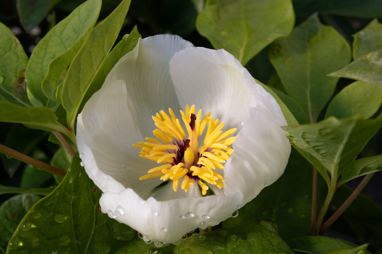 CLOSE-UP OF WHITE FLOWER ON PLANT OUTDOORS